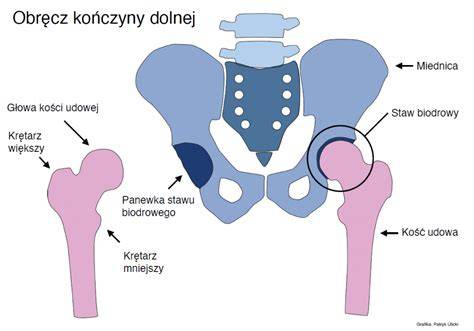 Schematyczny rysunek porównujący metody aferezy i pobrania szpiku z kości biodrowej