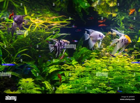 Thematic photo of a freshwater aquarium with healthy fish