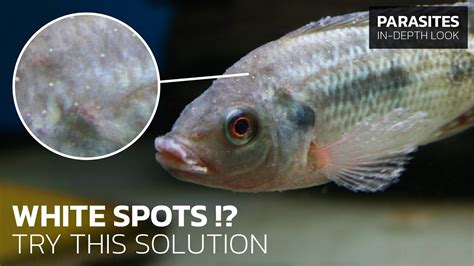 Close-up photo of a fish with visible white spots of ichthyophthiriasis