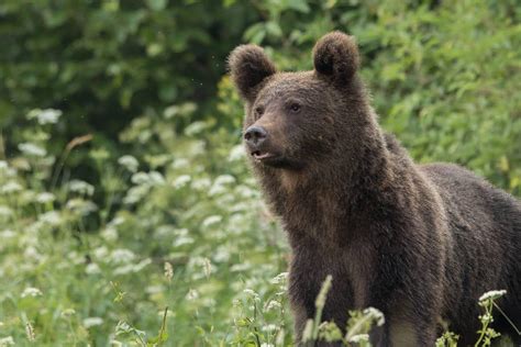 Chrząszcze i ptaki w spalonym krajobrazie leśnym