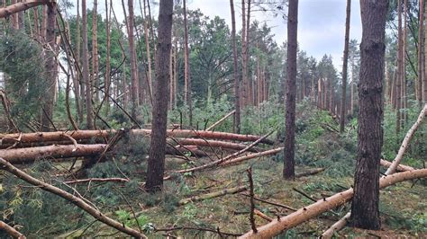 Zdjęcie lasu po nawałnicy w Suszku, połamane drzewa blokujące drogi