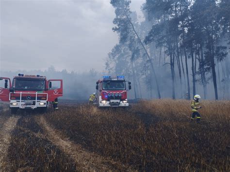 Strażacy gaszący pożar trawy w pobliżu pola zboża i lasu