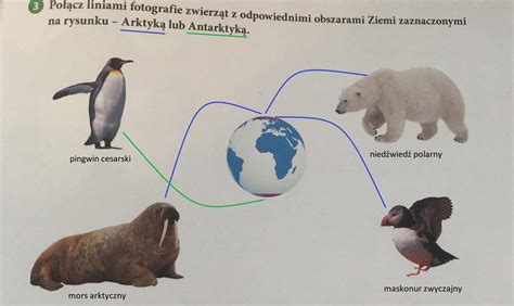 infografika przedstawiająca polar z zaznaczonymi obszarami wzmocnień na barkach i łokciach