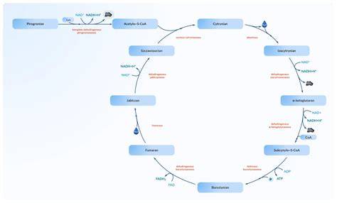 schemat cyklu kreatyna-fosfokreatyna